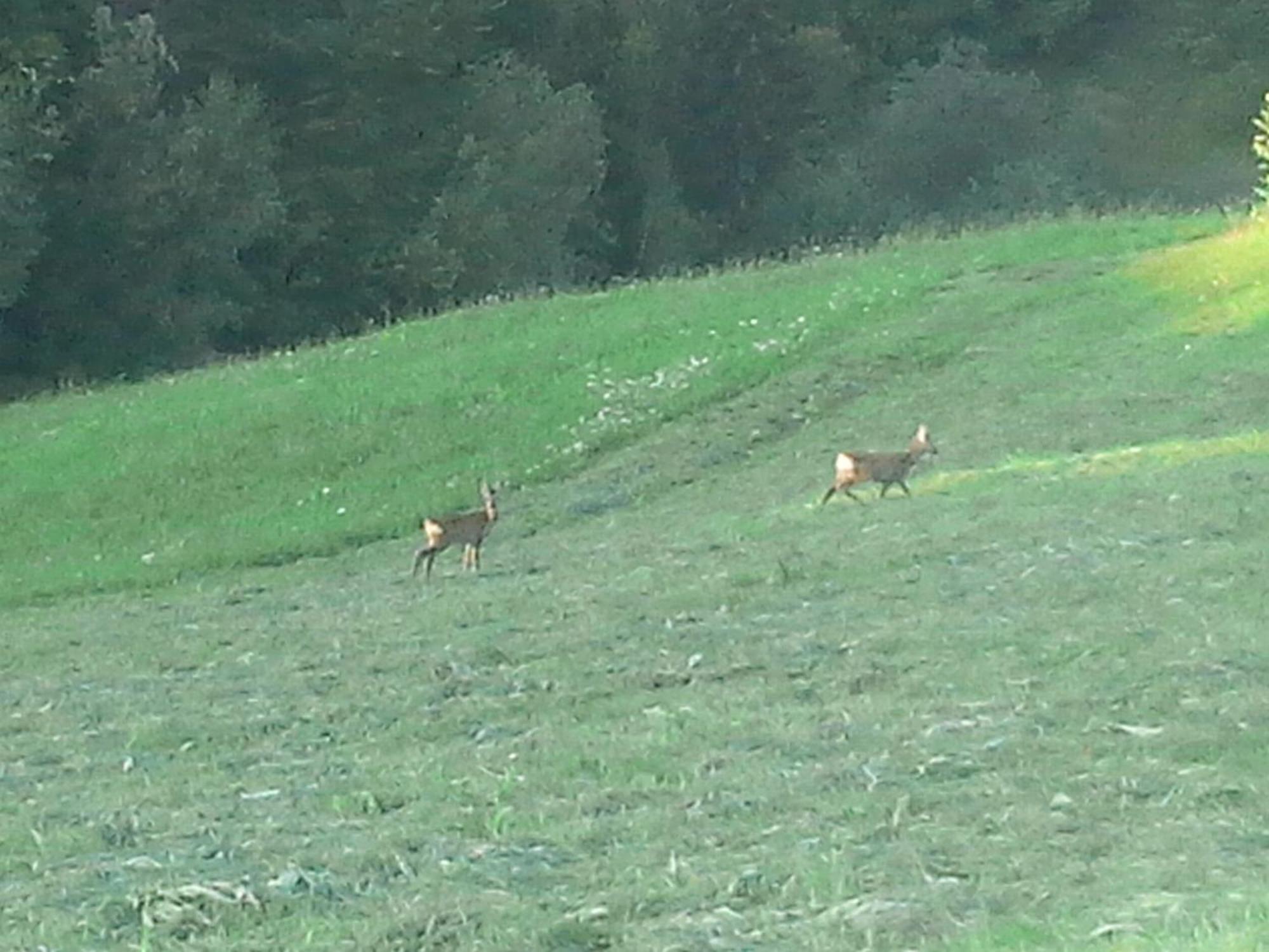 Vila Doina Branului Bran  Zewnętrze zdjęcie