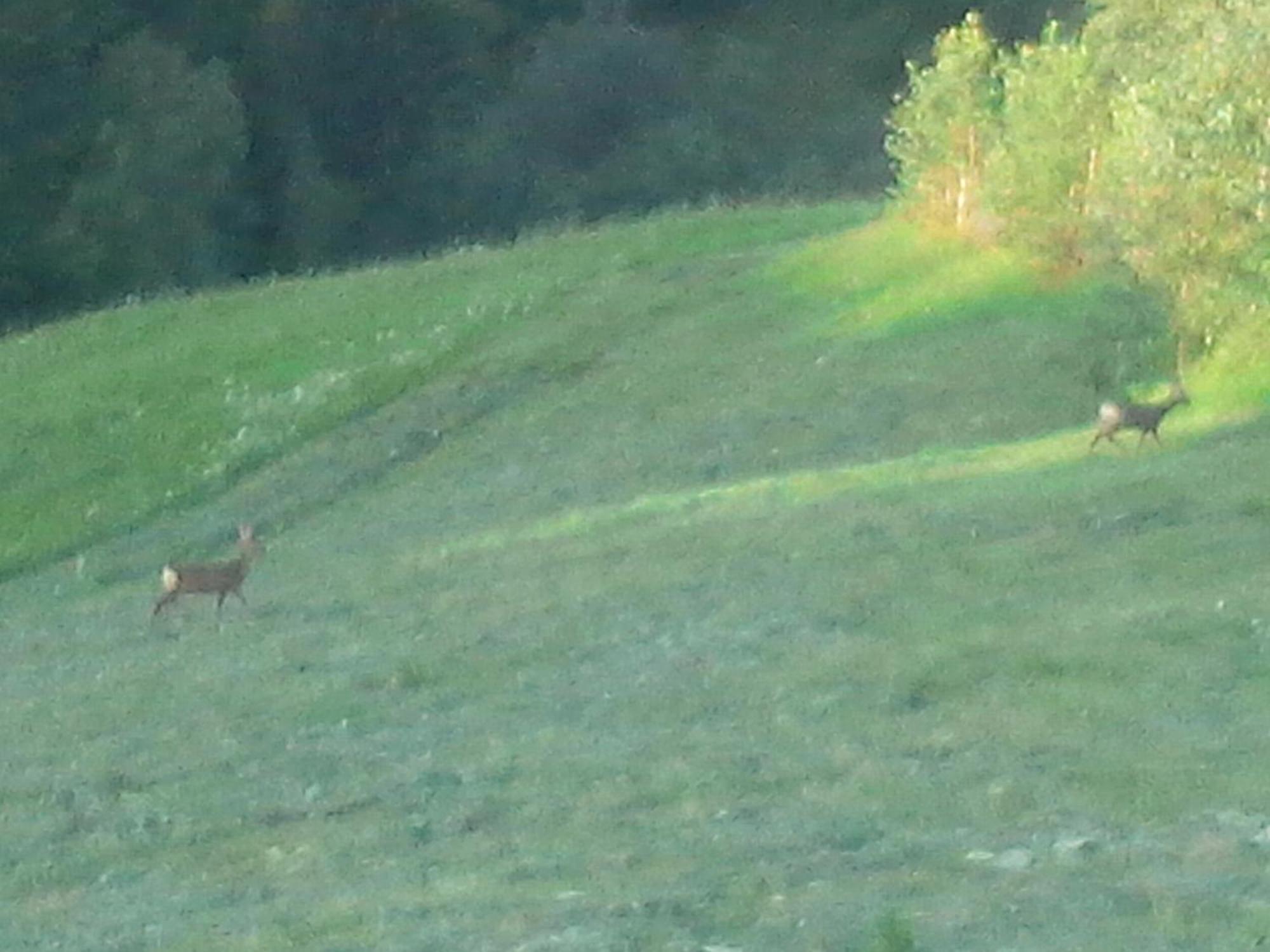Vila Doina Branului Bran  Zewnętrze zdjęcie