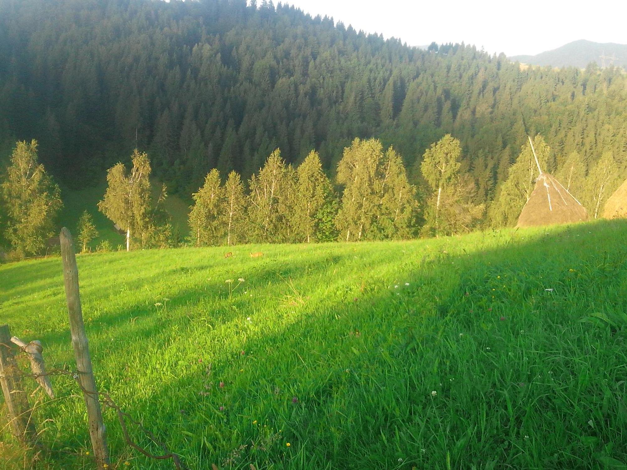 Vila Doina Branului Bran  Zewnętrze zdjęcie